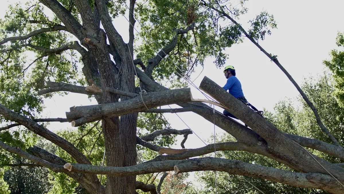 Professional Hazardous Tree Removal performed by certified arborists in Rachel