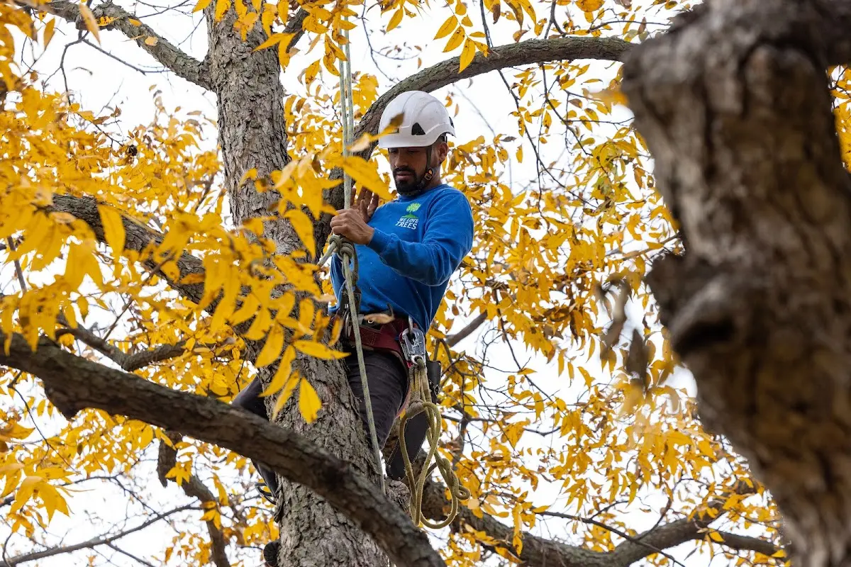 Skilled Tree Planing crew working in Rachel
