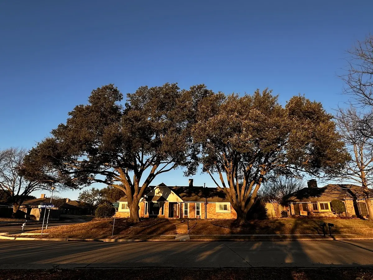 Established residential canopy tree shading a home in Rachel